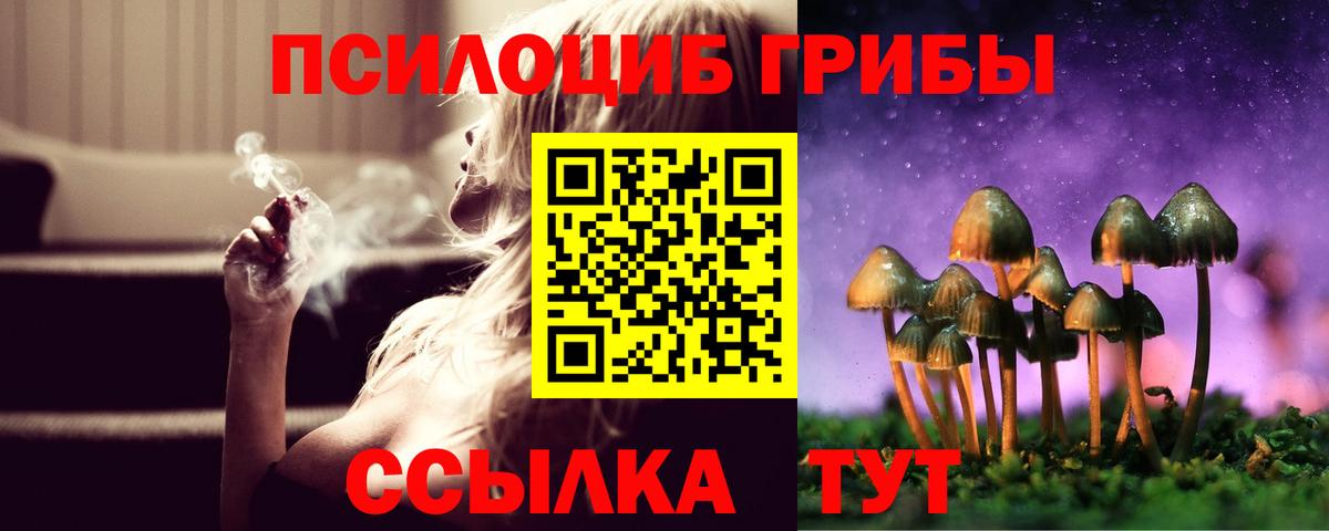 купить наркотики цена  Вход с VPN  Новозыбков  Псилоцибиновые грибы мицелий 